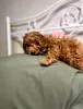 Additional photos: Poodle puppies