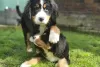 Photo №2 to announcement № 127286 for the sale of bernese mountain dog - buy in Germany 