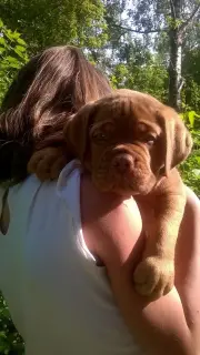 Additional photos: Dog Bordeaux puppies for sale (p.27.03.2019)