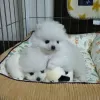 Photo №3. Female Pomeranian for sale. United Kingdom