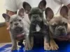 Photo №1. french bulldog - for sale in the city of Fresno | 500$ | Announcement № 128196