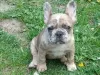 Photo №1. french bulldog - for sale in the city of Minsk | negotiated | Announcement № 105718