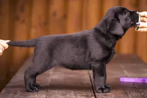 Additional photos: Gorgeous labrador retriever pups FCI