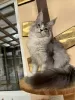 Photo №2 to announcement № 100096 for the sale of maine coon - buy in Netherlands breeder