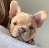 Additional photos: French bulldog puppies