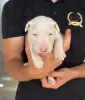 Photo №1. bull terrier - for sale in the city of Bačka Topola | negotiated | Announcement № 106260