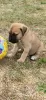 Additional photos: Bullmastiff puppies