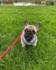 Additional photos: Bruno The French Bulldog