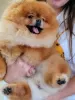 Photo №2 to announcement № 124079 for the sale of pomeranian - buy in Finland private announcement