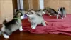 Photo №1. alaskan malamute - for sale in the city of Фискари | Is free | Announcement № 129073