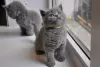 Photo №1. british shorthair - for sale in the city of Phoenix | Is free | Announcement № 63720