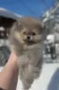 Additional photos: Pomeranian