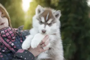 Additional photos: Elite Chocolate Siberian Husky Puppies from titled producers