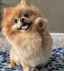 Photo №2 to announcement № 42792 for the sale of pomeranian - buy in Australia private announcement