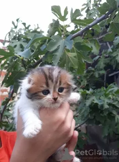 Photo №4. I will sell scottish fold in the city of Krasnodar. from nursery, breeder - price - negotiated