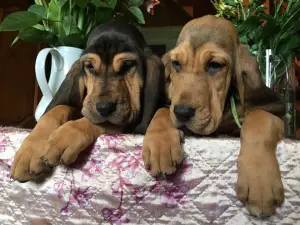 Additional photos: Two beautiful bloodhound girls for sale