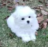 Photo №2 to announcement № 130343 for the sale of maltese dog - buy in Germany private announcement