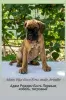 Additional photos: Club German Boxer puppies