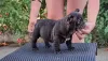 Photo №4. I will sell french bulldog in the city of Gaj. breeder - price - negotiated