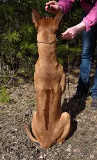 Additional photos: Thai ridgeback puppies. Minsk, Belarus.