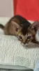 Photo №4. I will sell abyssinian cat in the city of Stavropol. from nursery, breeder - price - 521$