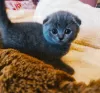 Additional photos: Scottish fold kitten