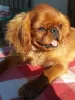 Photo №3. King charles spaniel. Ukraine