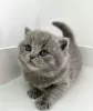 Photo №1. british shorthair - for sale in the city of Los Angeles | 260$ | Announcement № 88657