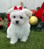 Photo №2 to announcement № 30261 for the sale of maltese dog - buy in Lebanon 