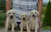 Additional photos: Labrador retrievers