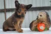 Photo №2 to announcement № 7761 for the sale of russkiy toy - buy in Russian Federation breeder