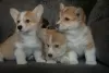 Photo №1. welsh corgi - for sale in the city of Mogilyov | 679$ | Announcement № 56047