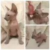 Photo №4. I will sell peterbald in the city of St. Petersburg. from nursery - price - negotiated