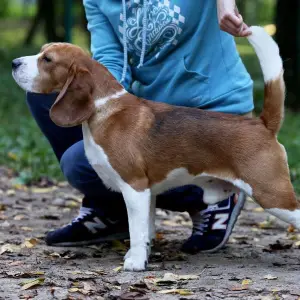 Additional photos: I will sell beagle puppies