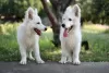 Additional photos: White Swiss Shepherd puppies for sale