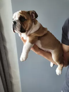 Additional photos: English Bulldog 2.5 months