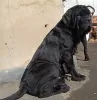 Additional photos: Neapolitan Mastiff puppies are the best