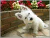 Photo №3. West Highland White Terrier puppies. United States