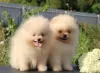 Additional photos: Pomeranian puppies 2.5 months