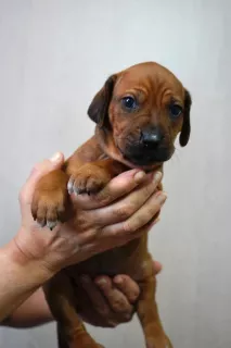 Photo №3. Beautiful puppies of Rhodesian Ridgebacks. Russian Federation