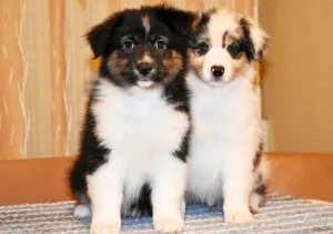 Photo №1. australian shepherd - for sale in the city of Москва | 622$ | Announcement № 5539