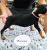 Photo №4. I will sell dobermann in the city of Чирчик. private announcement - price - 100$