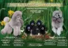 Photo №1. poodle (dwarf) - for sale in the city of Ufa | negotiated | Announcement № 118381