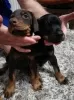 Additional photos: doberman puppies