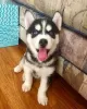 Photo №1. siberian husky - for sale in the city of Задар | negotiated | Announcement № 96370