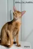 Additional photos: Abyssinian kitten boy Sorel from the cattery with documents