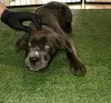 Additional photos: Canecorso puppies available