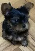 Photo №4. I will sell yorkshire terrier in the city of Kruševac. breeder - price - 475$