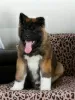 Photo №3. Akita puppies. Russian Federation