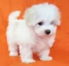 Photo №1. maltese dog - for sale in the city of Madrid de los Trillos | 317$ | Announcement № 122747